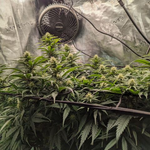 Grow-1-2023/2024-Indoor-Winter growlog photo: They are putting on weight. Very little water runoff.