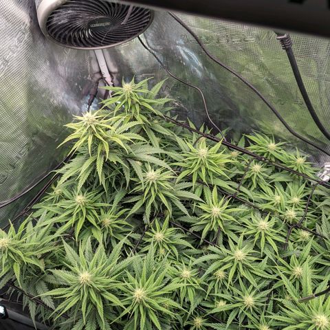 Grow-1-2023/2024-Indoor-Winter growlog photo: They are putting on weight. Very little water runoff.