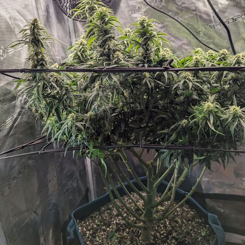 Grow-1-2023/2024-Indoor-Winter growlog photo: Trim