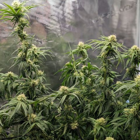 Grow-1-2023/2024-Indoor-Winter growlog photo: Trim