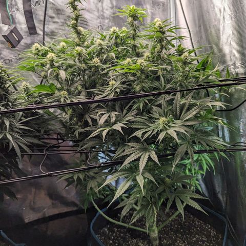 Grow-1-2023/2024-Indoor-Winter growlog photo: Trim