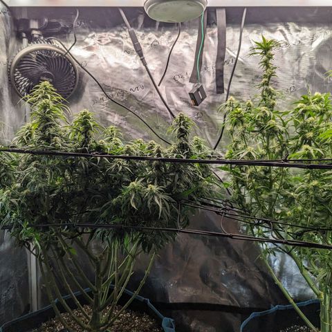 Grow-1-2023/2024-Indoor-Winter growlog photo: Trim