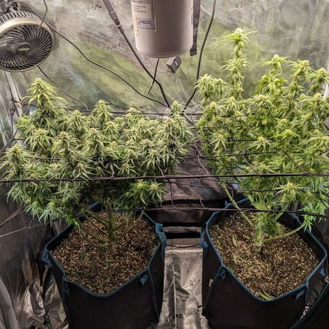 Grow-1-2023/2024-Indoor-Winter growlog photo: Trim