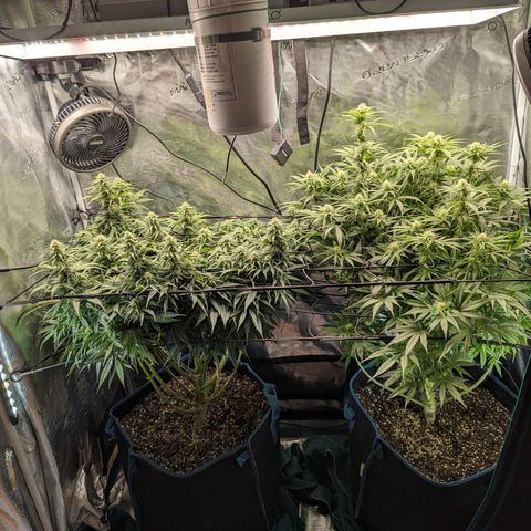 Grow-1-2023/2024-Indoor-Winter growlog photo: Trim