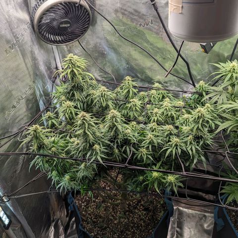 Grow-1-2023/2024-Indoor-Winter growlog photo: Trim