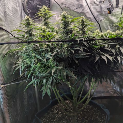 Grow-1-2023/2024-Indoor-Winter growlog photo: Trim