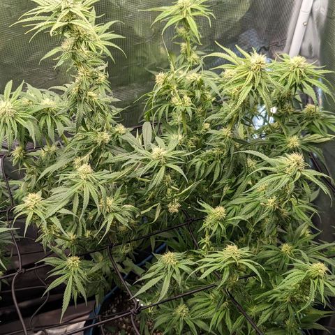 Grow-1-2023/2024-Indoor-Winter growlog photo: Trim