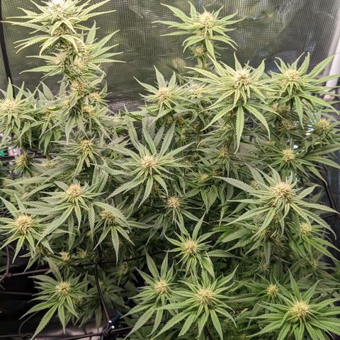 Grow-1-2023/2024-Indoor-Winter growlog timeline photo