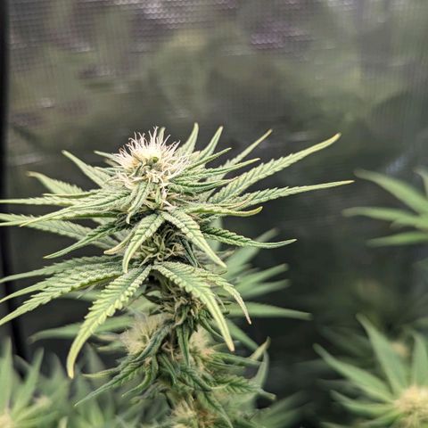 Grow-1-2023/2024-Indoor-Winter growlog timeline photo