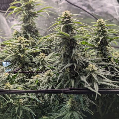 Grow-1-2023/2024-Indoor-Winter growlog timeline photo