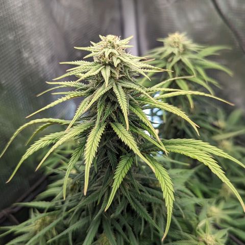 Grow-1-2023/2024-Indoor-Winter growlog timeline photo