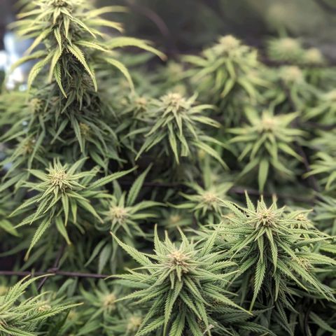 Grow-1-2023/2024-Indoor-Winter growlog timeline photo