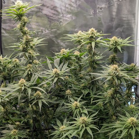 Grow-1-2023/2024-Indoor-Winter growlog timeline photo
