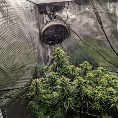 Grow-1-2023/2024-Indoor-Winter growlog timeline photo