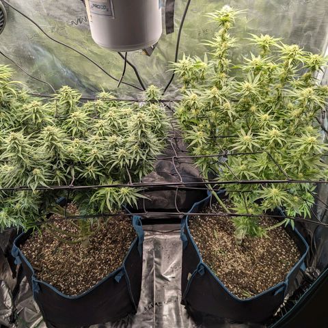 Grow-1-2023/2024-Indoor-Winter growlog timeline photo
