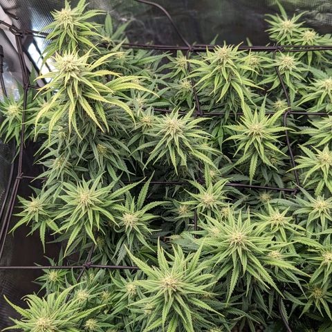 Grow-1-2023/2024-Indoor-Winter growlog timeline photo