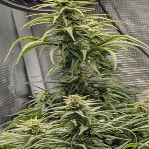 Grow-1-2023/2024-Indoor-Winter growlog timeline photo