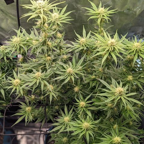 Grow-1-2023/2024-Indoor-Winter growlog timeline photo