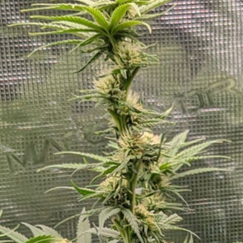 Grow-1-2023/2024-Indoor-Winter growlog timeline photo