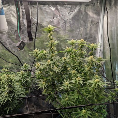Grow-1-2023/2024-Indoor-Winter growlog timeline photo