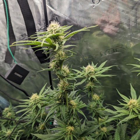 Grow-1-2023/2024-Indoor-Winter growlog timeline photo