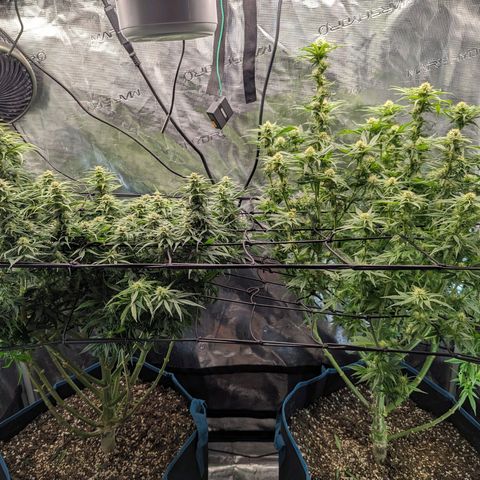 Grow-1-2023/2024-Indoor-Winter growlog timeline photo
