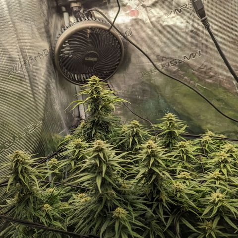 Grow-1-2023/2024-Indoor-Winter growlog timeline photo