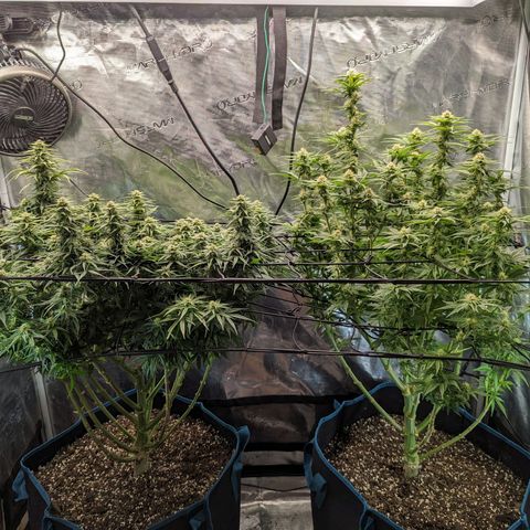 Grow-1-2023/2024-Indoor-Winter growlog timeline photo