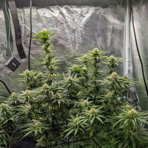 Grow-1-2023/2024-Indoor-Winter growlog timeline photo