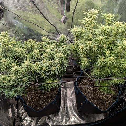 Grow-1-2023/2024-Indoor-Winter growlog timeline photo