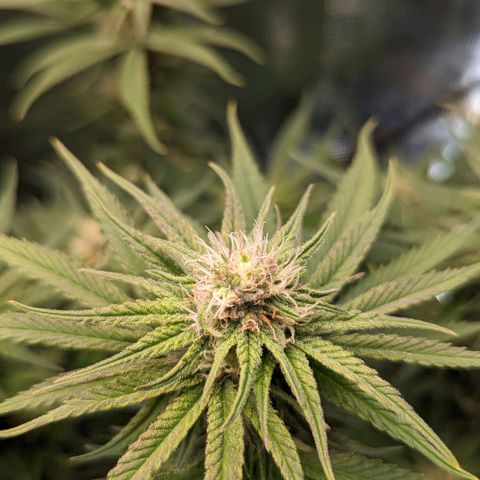 Grow-1-2023/2024-Indoor-Winter growlog timeline photo