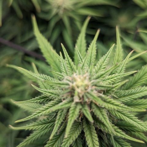 Grow-1-2023/2024-Indoor-Winter growlog timeline photo