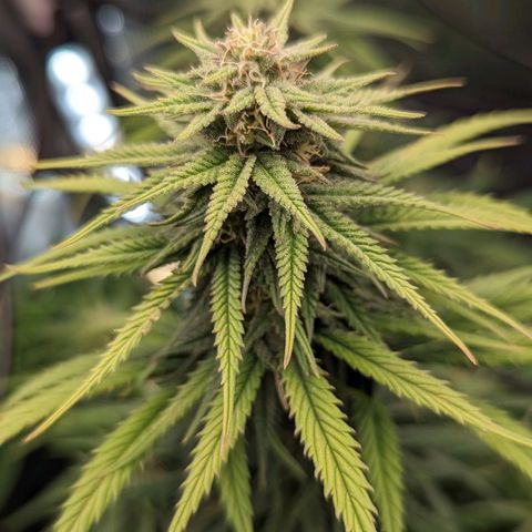 Grow-1-2023/2024-Indoor-Winter growlog timeline photo