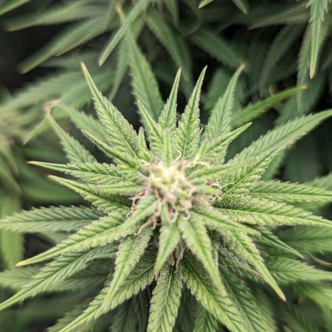 Grow-1-2023/2024-Indoor-Winter growlog timeline photo
