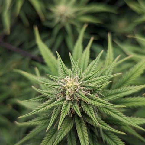 Grow-1-2023/2024-Indoor-Winter growlog timeline photo