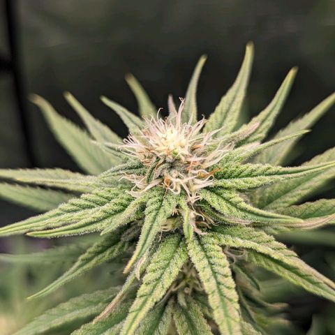 Grow-1-2023/2024-Indoor-Winter growlog timeline photo