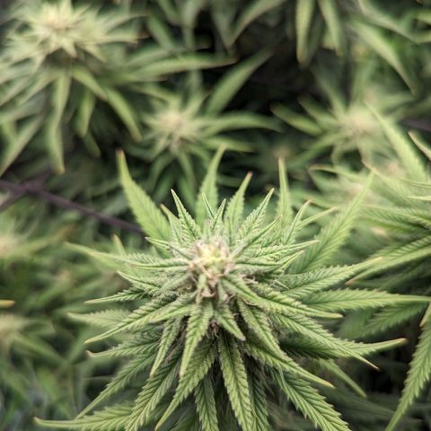 Grow-1-2023/2024-Indoor-Winter growlog timeline photo