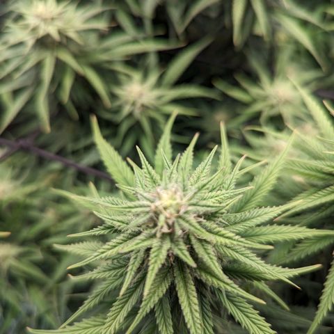 Grow-1-2023/2024-Indoor-Winter growlog timeline photo