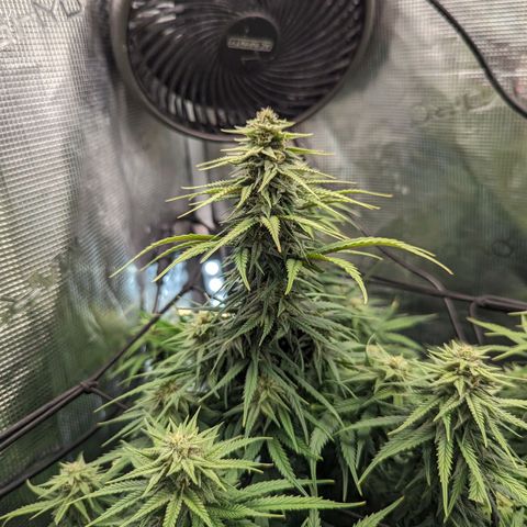 Grow-1-2023/2024-Indoor-Winter growlog timeline photo