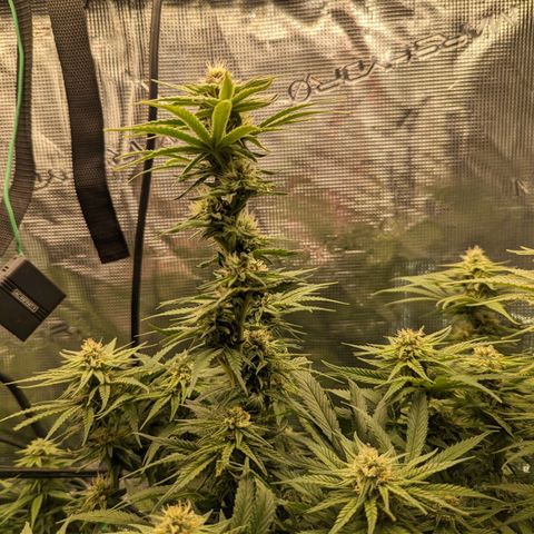 Grow-1-2023/2024-Indoor-Winter growlog timeline photo