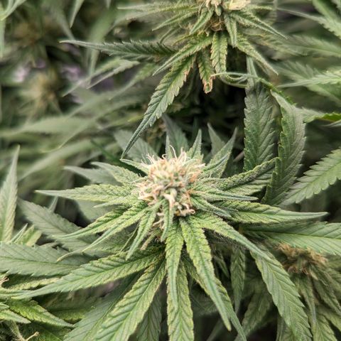 Grow-1-2023/2024-Indoor-Winter growlog timeline photo