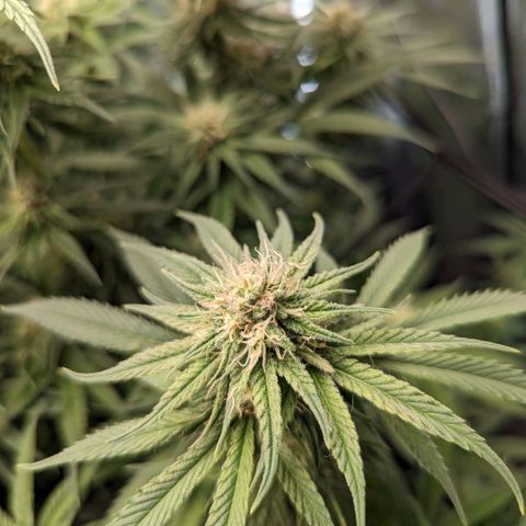 Grow-1-2023/2024-Indoor-Winter growlog timeline photo