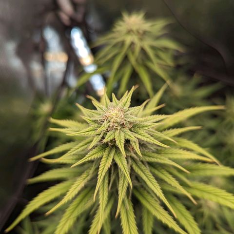 Grow-1-2023/2024-Indoor-Winter growlog timeline photo