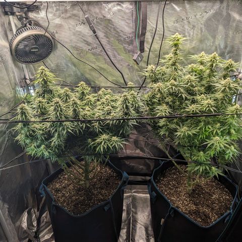 Grow-1-2023/2024-Indoor-Winter growlog timeline photo
