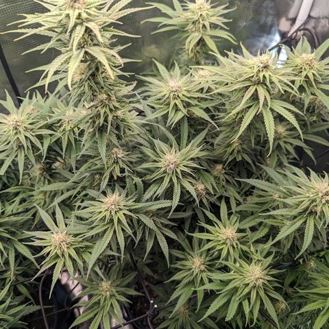 Grow-1-2023/2024-Indoor-Winter growlog timeline photo