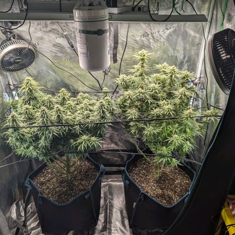 Grow-1-2023/2024-Indoor-Winter growlog timeline photo