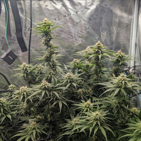 Grow-1-2023/2024-Indoor-Winter growlog timeline photo