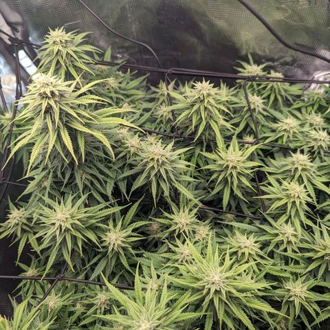 Grow-1-2023/2024-Indoor-Winter growlog timeline photo