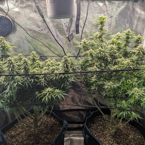 Grow-1-2023/2024-Indoor-Winter growlog timeline photo