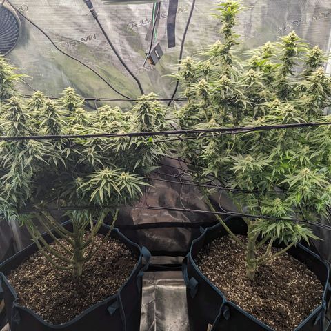 Grow-1-2023/2024-Indoor-Winter growlog timeline photo